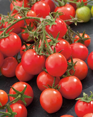 Tomato sweet bite