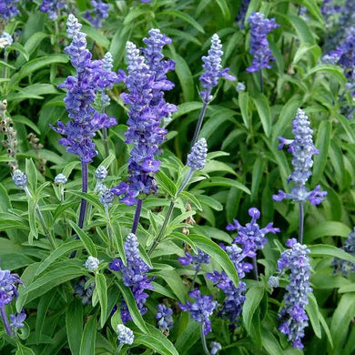 Salvia, Victoria blue