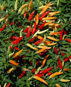 Chilli, basket of fire