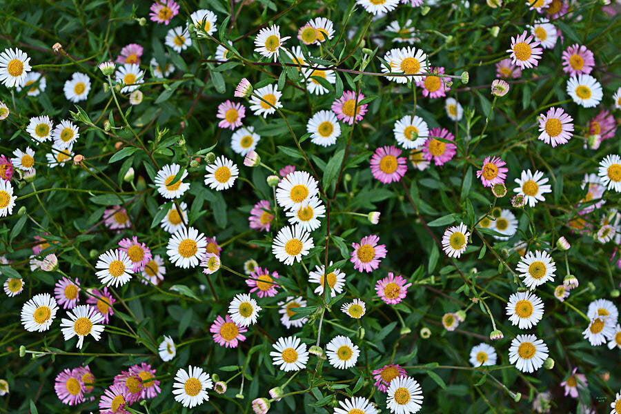 Erigeron (seaside daisy)