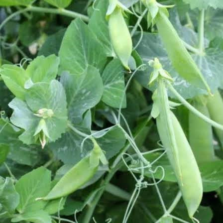 Snow Peas